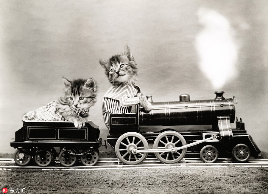 萌物過家家！一個世紀(jì)前的攝影家教你如何正確吸貓吸狗