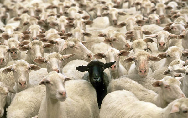 替罪羊（scapegoat）、敗家羊（black sheep），為何英語(yǔ)中背鍋的總是羊
