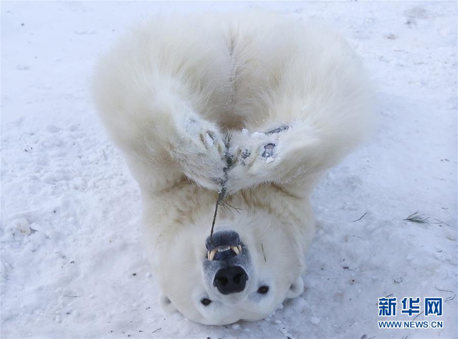 萌萌噠！“治愈系”動物們的憨萌瞬間（組圖）