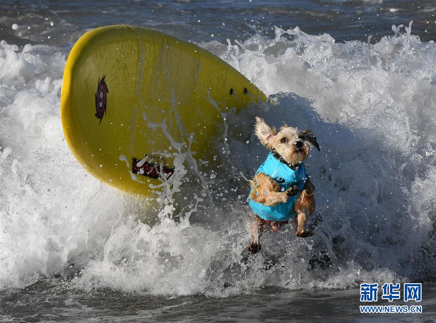 萌萌噠！“治愈系”動(dòng)物們的憨萌瞬間（組圖）