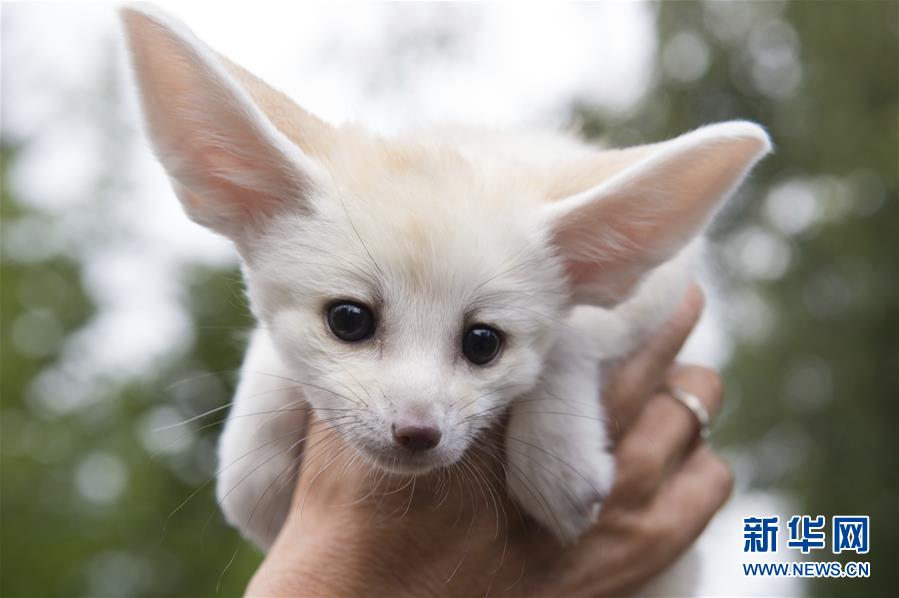 萌萌噠！“治愈系”動(dòng)物們的憨萌瞬間（組圖）