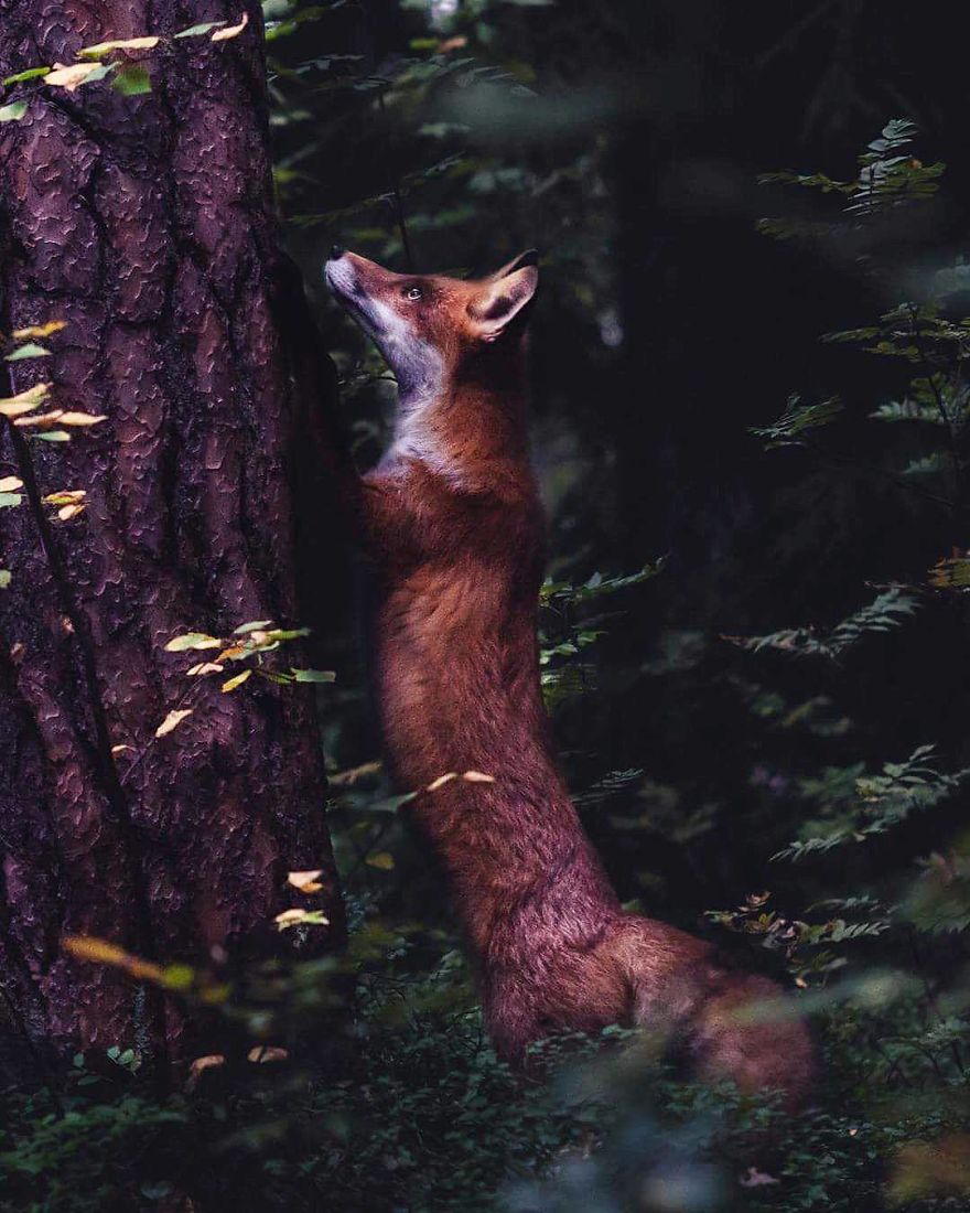 每一張都想用作壁紙 原來(lái)動(dòng)物才是最頂級(jí)的模特（組圖）