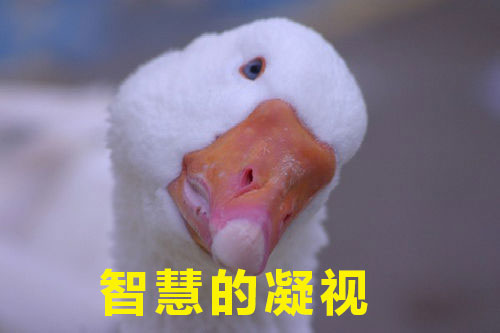 如何高級(jí)又委婉地表達(dá)“你很蠢”？