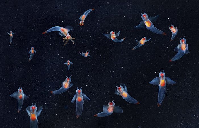 快來(lái)看看這些動(dòng)物 再不看可能就沒(méi)機(jī)會(huì)了（組圖）