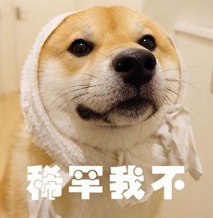 調(diào)查顯示狗奴比貓奴賺得多，你覺得準(zhǔn)嗎？