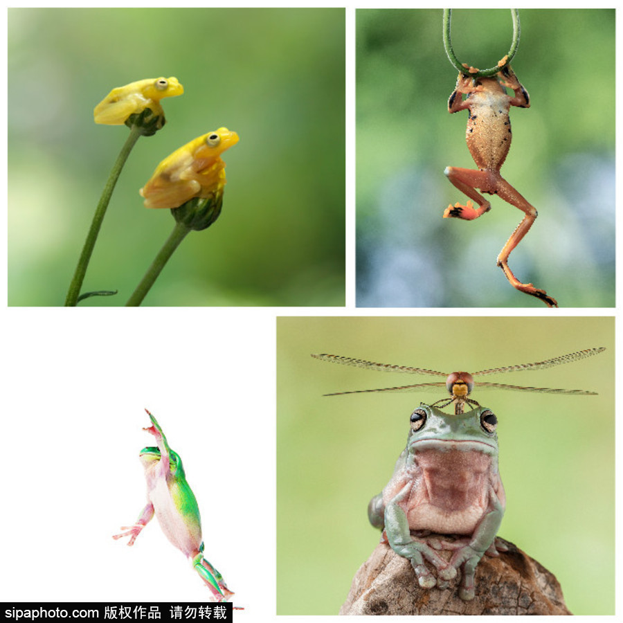 你的“蛙兒子”回來了嗎？盤點(diǎn)動物界佛系蛙日常萌照（組圖）