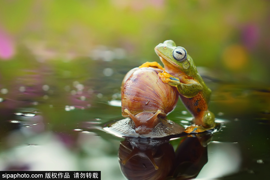 你的“蛙兒子”回來了嗎？盤點動物界佛系蛙日常萌照（組圖）