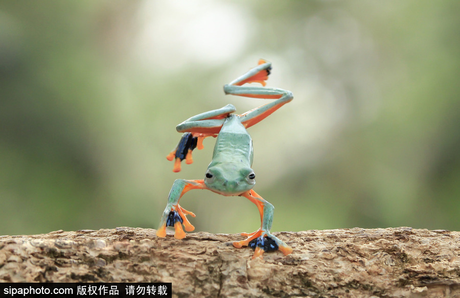 你的“蛙兒子”回來了嗎？盤點動物界佛系蛙日常萌照（組圖）