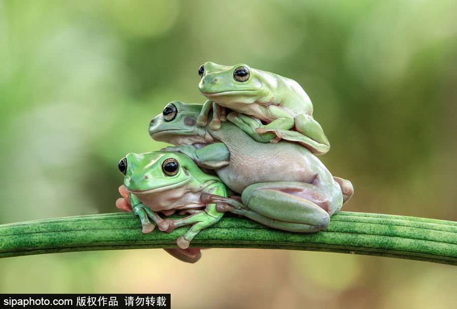你的“蛙兒子”回來(lái)了嗎？盤點(diǎn)動(dòng)物界佛系蛙日常萌照（組圖）