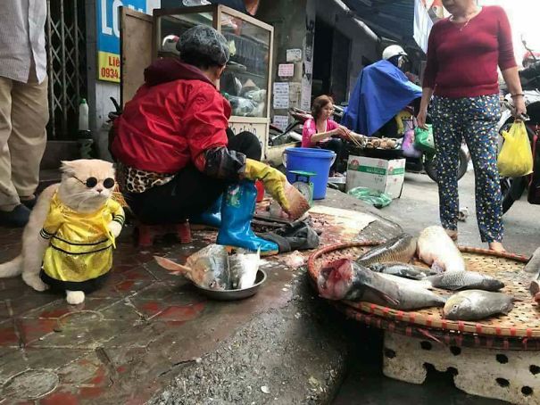 來(lái)會(huì)會(huì)越南最萌的魚(yú)販子（組圖）