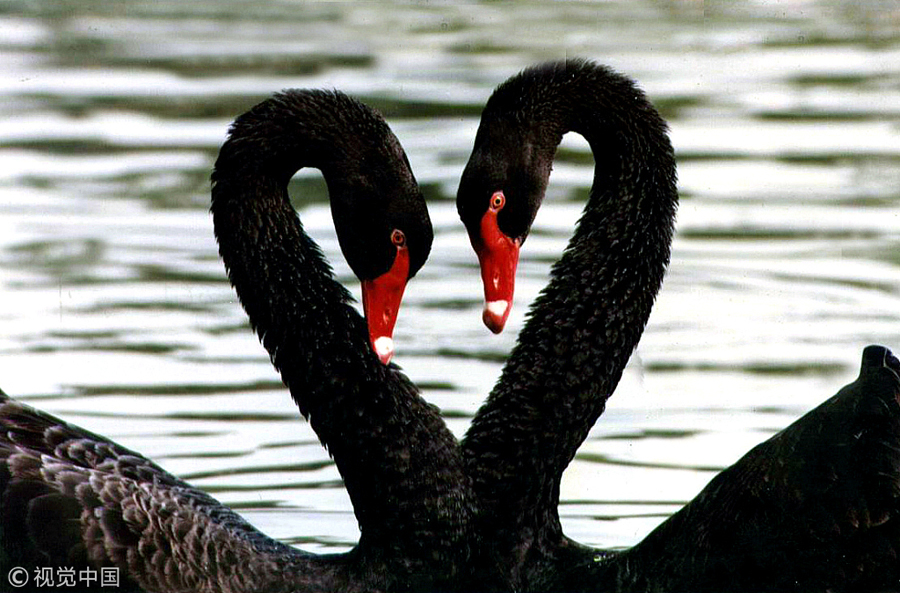 網(wǎng)絡(luò)情人節(jié)盤點動物實力秀恩愛 親親抱抱浪漫溫馨（組圖）