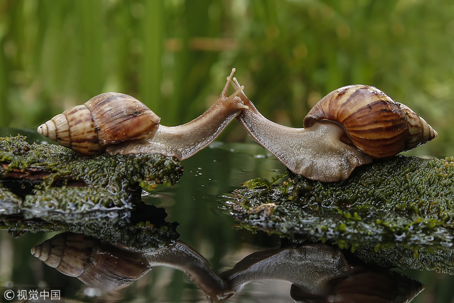 網(wǎng)絡(luò)情人節(jié)盤點(diǎn)動物實(shí)力秀恩愛 親親抱抱浪漫溫馨（組圖）