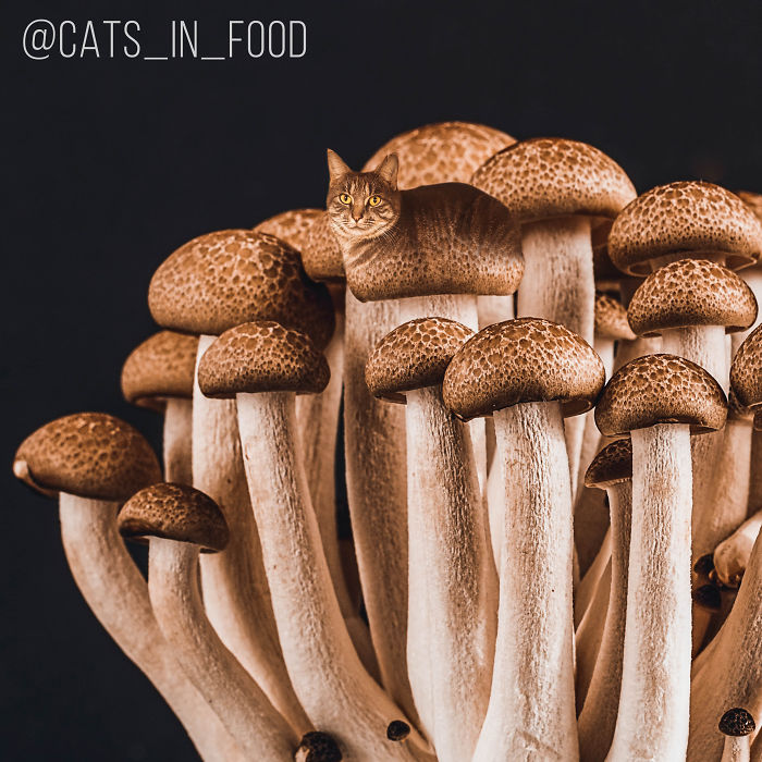 妙趣擋不住！把你最愛的貓P進(jìn)你最愛的美食（組圖）