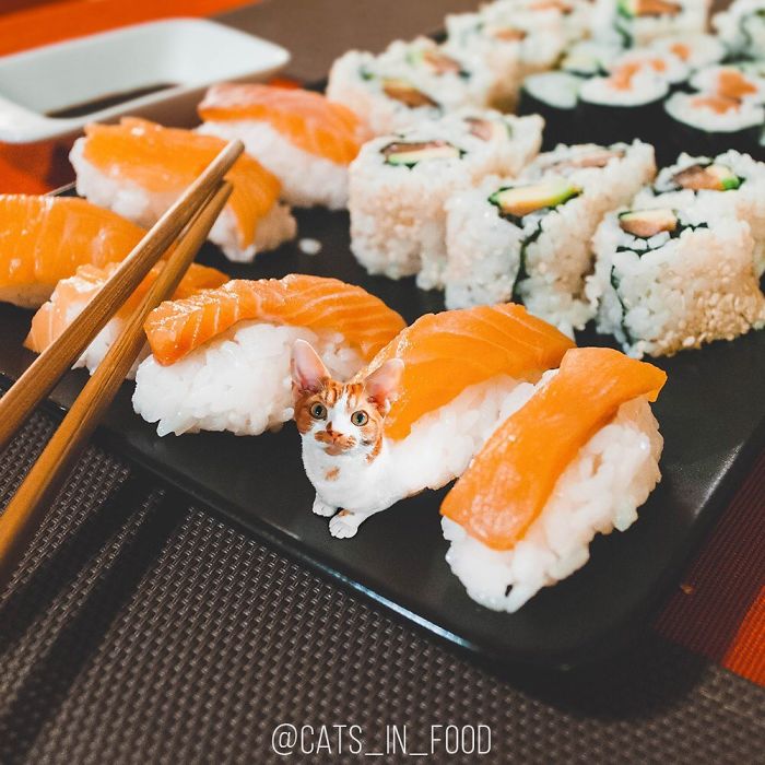 妙趣擋不住！把你最?lèi)?ài)的貓P進(jìn)你最?lèi)?ài)的美食（組圖）