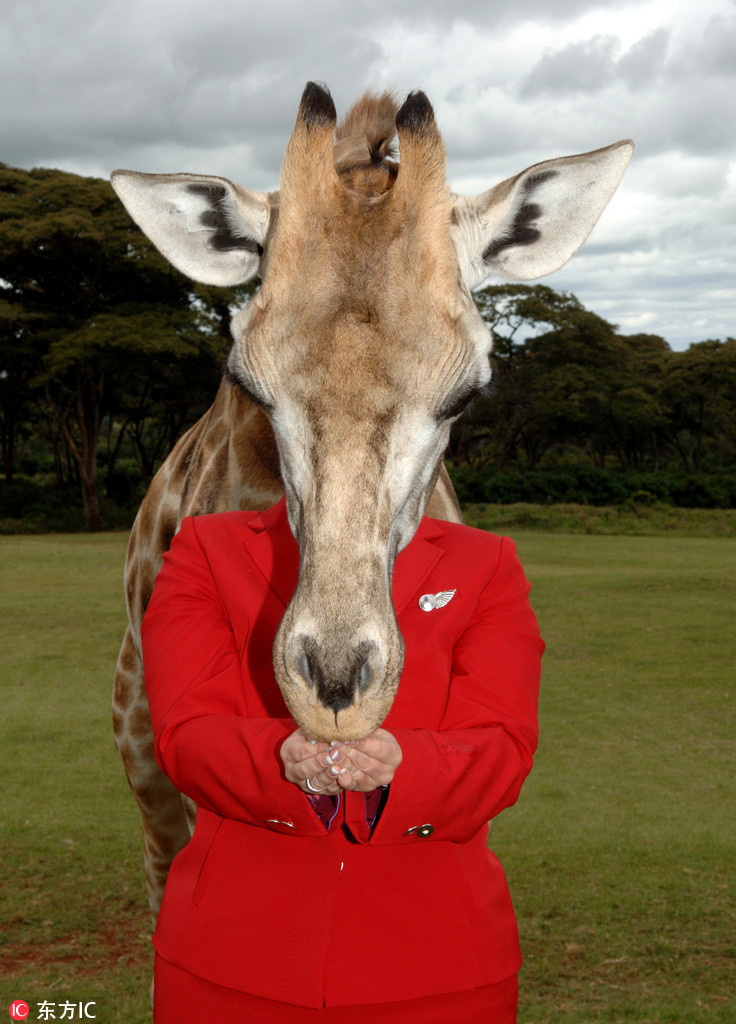 曬曬動(dòng)物界神奇錯(cuò)位攝影：無頭企鵝雙頭馬……你被騙了嗎？（組圖）