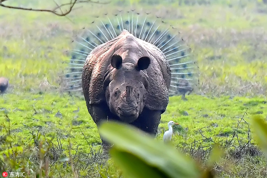 曬曬動(dòng)物界神奇錯(cuò)位攝影：無(wú)頭企鵝雙頭馬……你被騙了嗎？（組圖）