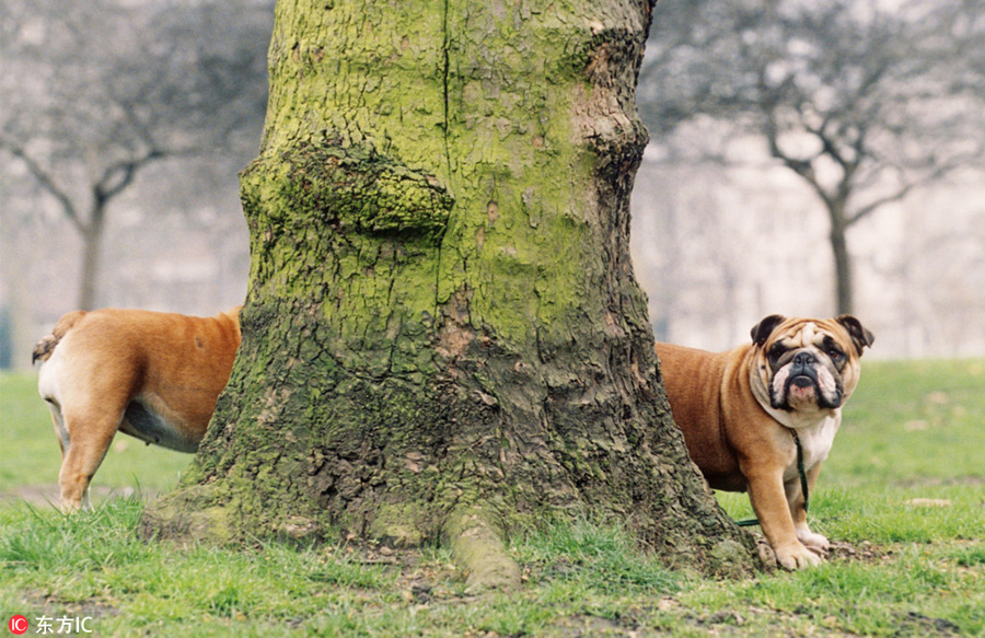 曬曬動(dòng)物界神奇錯(cuò)位攝影：無(wú)頭企鵝雙頭馬……你被騙了嗎？（組圖）