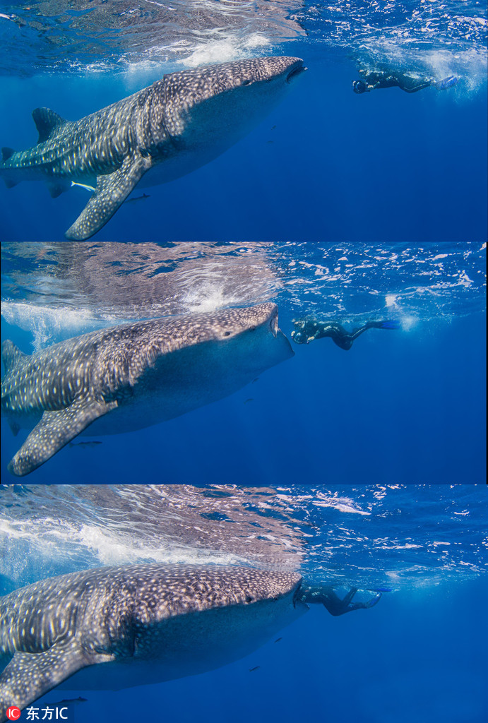 曬曬動(dòng)物界神奇錯(cuò)位攝影：無頭企鵝雙頭馬……你被騙了嗎？（組圖）