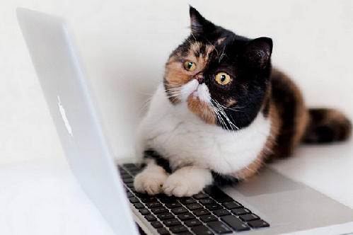 2014萌萌噠！網(wǎng)絡(luò)最紅寵物年度盤點(diǎn)