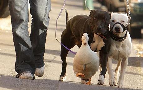 Duck believes she's a dog<BR>'迷糊'鴨自認是狗學(xué)狗叫