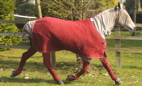 Horse allergic to grass <BR>英國馬'草過敏'穿防護服
