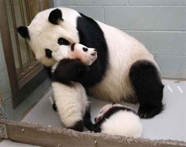 美國動(dòng)物園3年后發(fā)現(xiàn)搞錯(cuò)熊貓性別