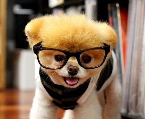 2014萌萌噠！網(wǎng)絡(luò)最紅寵物年度盤點