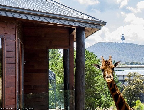旅館？動物園？這是澳大利亞加馬拉野生動物旅館！