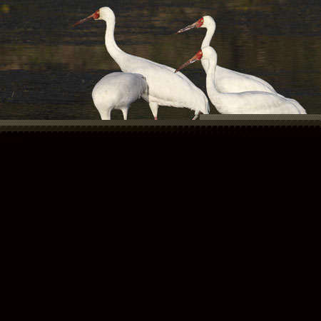 White cranes in Sikou township of Wuyuan county