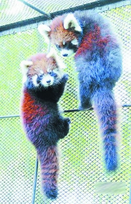 中山公園動(dòng)物園免費(fèi)開(kāi)放　多是家長(zhǎng)伴著孩子來(lái)玩