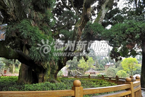 鼓嶺美景全掃描：清風(fēng)薄霧和柳杉被譽(yù)為三大特色