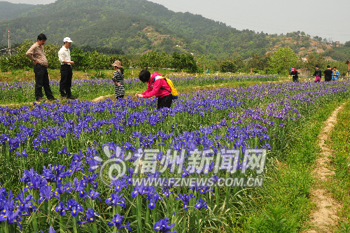 旗山桃花始盛開(kāi) 荊溪鳶蘭碟起舞