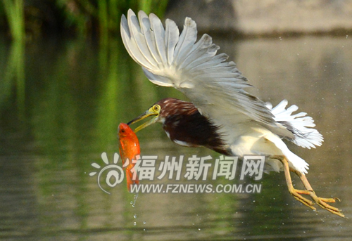 茶亭公園成為鳥兒樂(lè)園