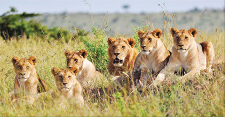 China's lion king