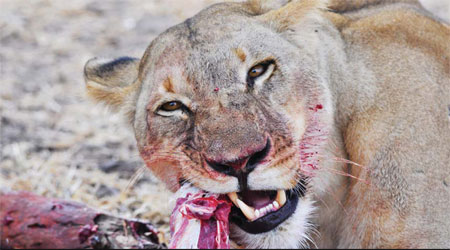 China's lion king