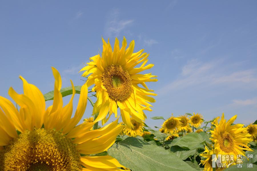 Bayannur's sunflower