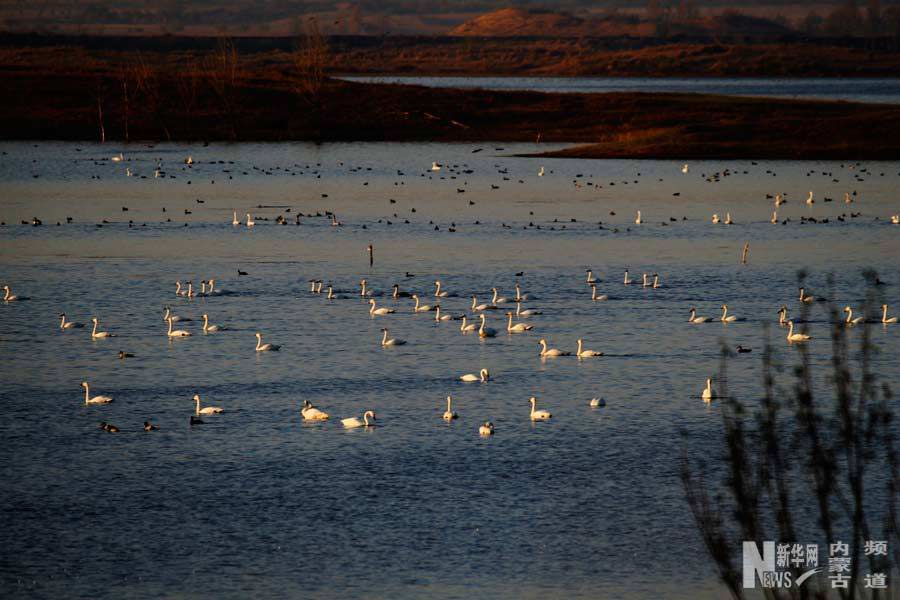 Uxin Banner, a rest station for migrating birds