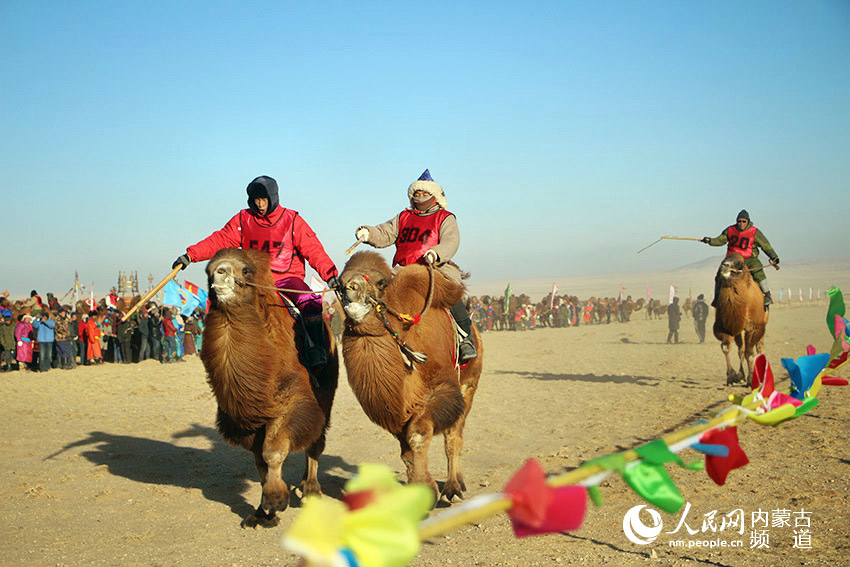 Camel race begins in Bayannur