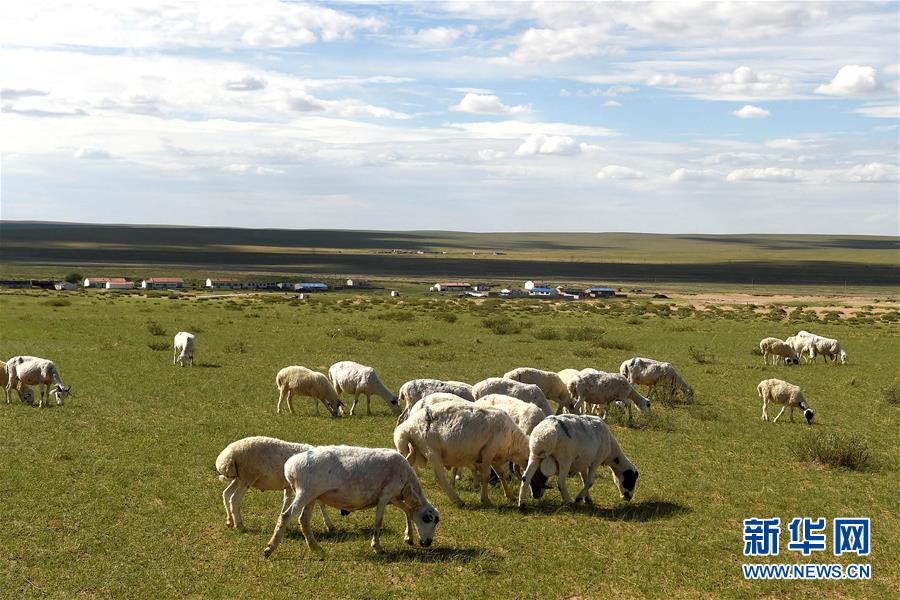 Grassland beef and mutton delivered across China