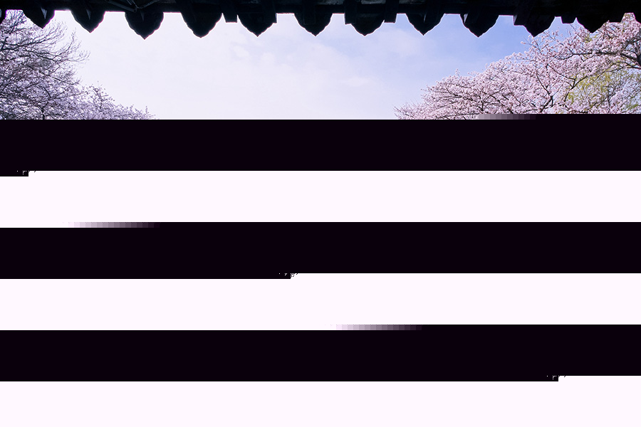 Cherry blossoms add to tranquil beauty of Wuxi