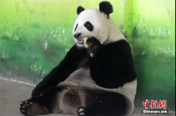 Pandas enjoy moon cakes at Taihu Lake National Wetland Park