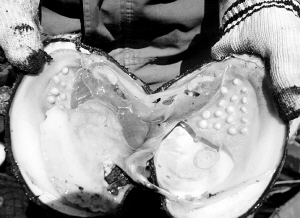 數(shù)公里長(zhǎng)的死魚帶：沼氣還是工業(yè)污染？