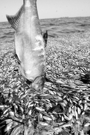 數(shù)公里長(zhǎng)的死魚帶：沼氣還是工業(yè)污染？