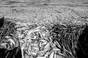 數(shù)公里長(zhǎng)的死魚帶：沼氣還是工業(yè)污染？