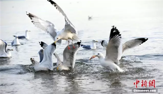 Seagulls in Yantai attract tourists