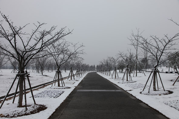 Chenshan Garden sees beautiful snowfall