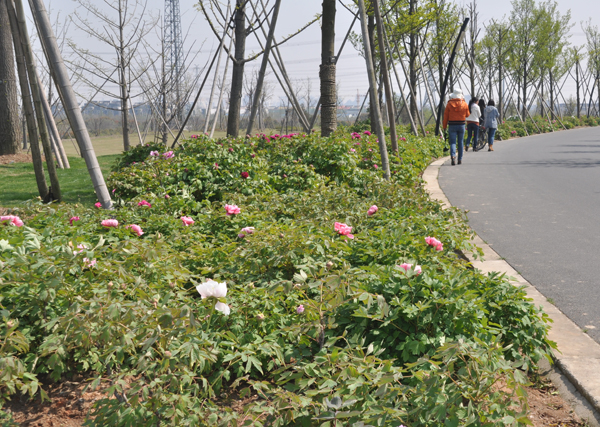 Peonies in Chenshan in full bloom