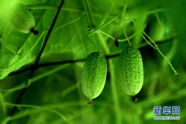 'Thumb watermelon' on sale in Shanghai