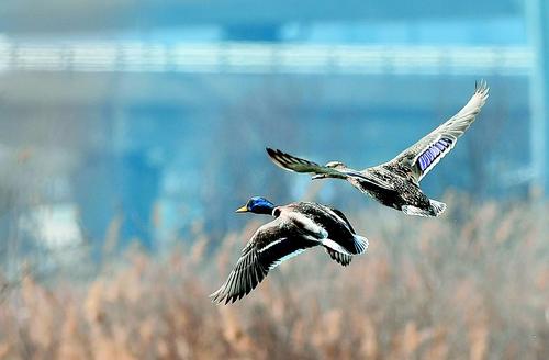 Shanxi scenic area attracts rare birds