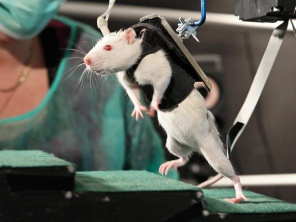 Paralyzed rats run again<BR>鐵'馬甲'助癱鼠行走(圖)